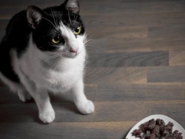 Quelle est la meilleure alimentation pour les chats ? En boîte ou sèche ? - img