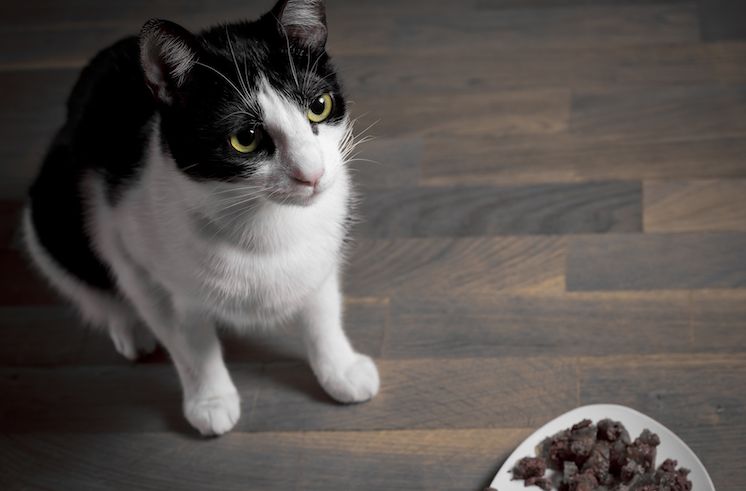 Quelle est la meilleure alimentation pour les chats ? En boîte ou sèche ? - img