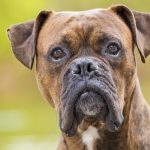 Recette de viande d&rsquo;organe sécrétée pour chiens
