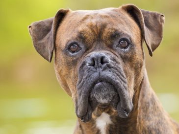 Quelle est votre race de chien préférée ? - img