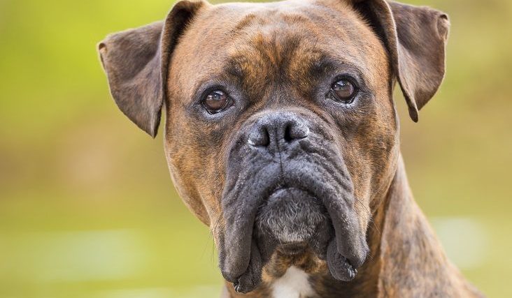 Quelle est votre race de chien préférée ? - img