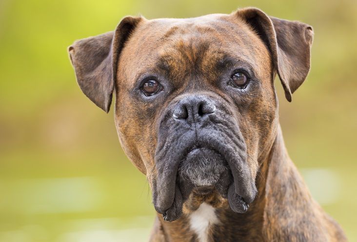 Quelle est votre race de chien préférée ? - img