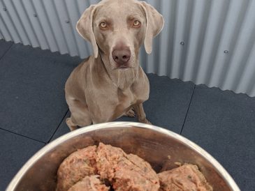 Raisons de ne pas donner une alimentation crue à votre chien - img