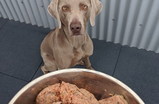 Raisons de ne pas donner une alimentation crue à votre chien - img