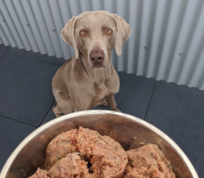 Raisons de ne pas donner une alimentation crue à votre chien - img