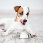 Quelle est votre race de chien préférée ?
