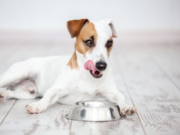 Recette de viande d'organe sécrétée pour chiens - img