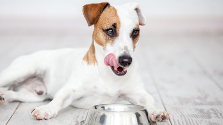 Recette de viande d'organe sécrétée pour chiens - img