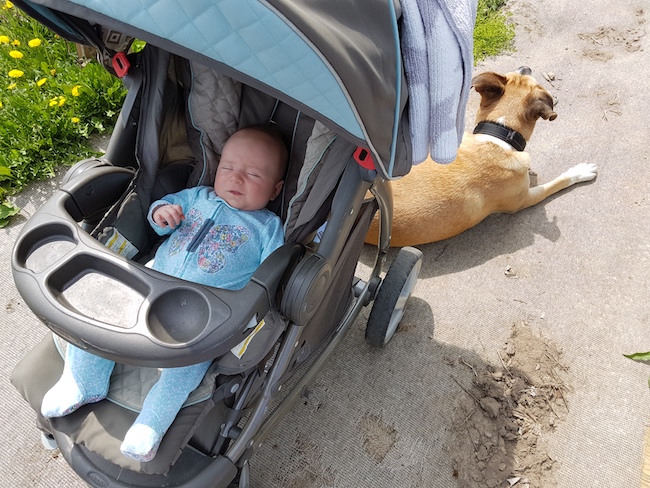 Ressources pour préparer votre chien à l'arrivée d'un bébé - Ce que nous avons appris - img