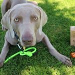 Préparer vos animaux de compagnie à l&rsquo;arrivée de votre bébé – Q&R avec Yellow Brick Home