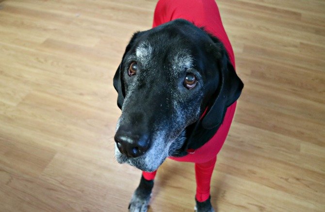 Shed Defender - Onesie pour chien pour contrôler la perte de poils ou remplacer le collier à cônes - img