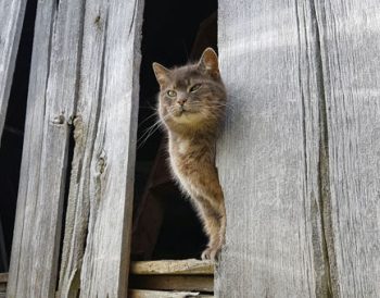 S'occuper de notre chat d'étable, Ralph - img