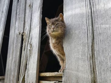 S'occuper de notre chat d'étable, Ralph - img