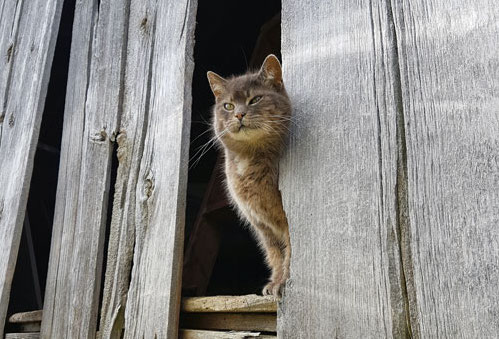 S'occuper de notre chat d'étable, Ralph - img