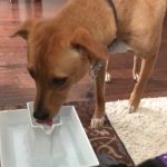 Muttluks Dog Boots Review – Quelles sont les meilleures bottes pour chien ? [2022]