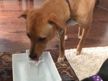 Test de la fontaine à eau Drinkwell de PetSafe + cadeau ! - img