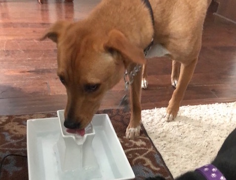 Test de la fontaine à eau Drinkwell de PetSafe + cadeau ! - img