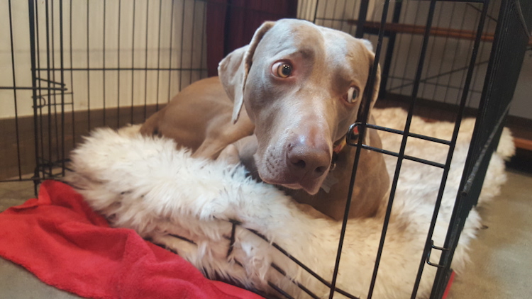 Trois raisons pour lesquelles je suis heureux que mon chien soit éduqué en chenil - img
