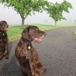 Lit portable pour chien Carlson – Lit pour chien pour le camping et les aventures