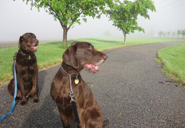 Une journée typique pour un promeneur de chiens - img
