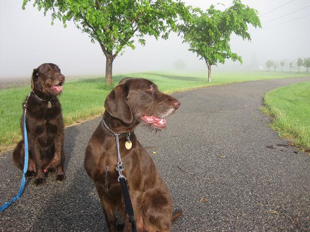 Une journée typique pour un promeneur de chiens - img
