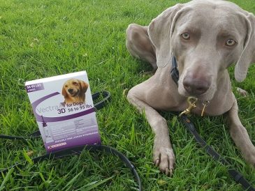 Vectra® 3D pour chiens - prévention mensuelle contre les puces et les tiques + cadeau publicitaire - img