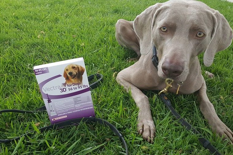 Vectra® 3D pour chiens - prévention mensuelle contre les puces et les tiques + cadeau publicitaire - img