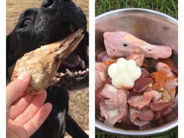 Vital Essentials Raw Bar pour chiens - Snacks crus et sains - img