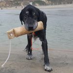 Faut-il délivrer un permis à son chien ? Deux points de vue