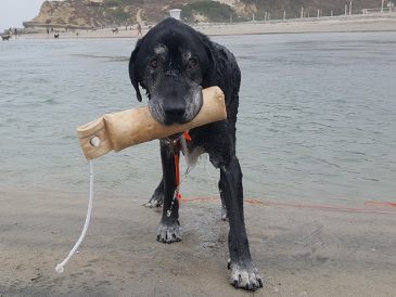 10 façons de garder votre chien âgé mentalement en forme - img