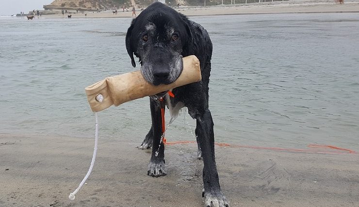 10 façons de garder votre chien âgé mentalement en forme - img