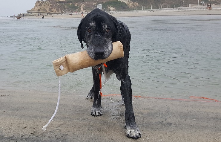 10 façons de garder votre chien âgé mentalement en forme - img