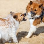 Comment préparer des friandises déshydratées pour chiens