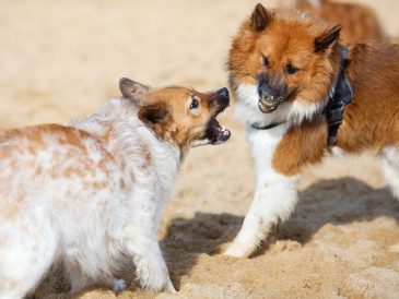 Agressivité entre chiens d'une même famille - rivalité entre frères et sœurs - img
