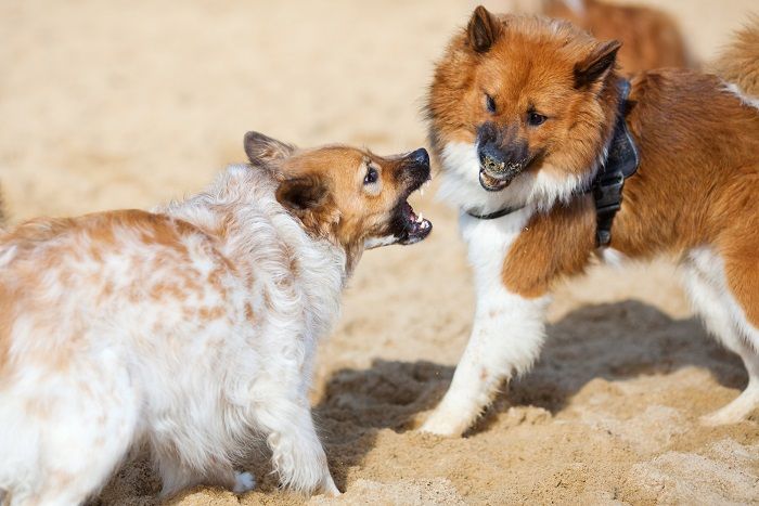 Agressivité entre chiens d'une même famille - rivalité entre frères et sœurs - img
