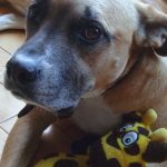 Faut-il utiliser une cage pour les chiens et les chiots ?