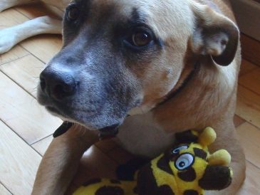 Avez-vous un gardien d'animaux pour les cas d'urgence ? - img