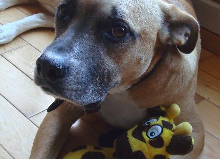 Avez-vous un gardien d'animaux pour les cas d'urgence ? - img