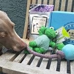 Présentation de votre chien aux chats d&rsquo;extérieur