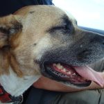 Que faire si votre chien refuse de marcher ?