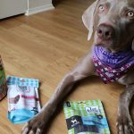 Comment garder votre chien calme avant les repas – 3 ordres
