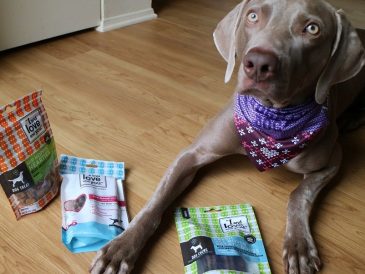 Coffrets de Noël pour chiens de I and Love and You - img
