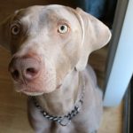 Pour mon vieux chien Ace, un bon garçon