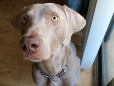 Collier anti-chute et collier martingale - Mighty Paw Review - img