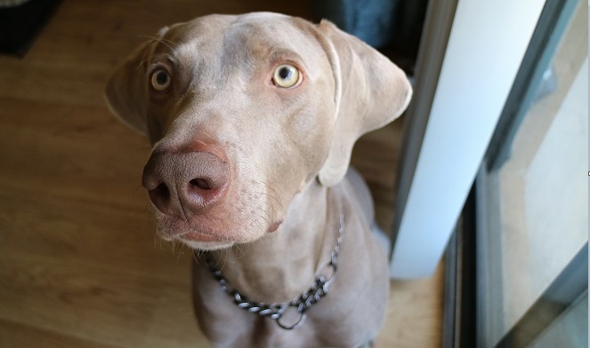 Collier anti-chute et collier martingale - Mighty Paw Review - img