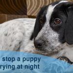 Fournitures pour l&rsquo;alimentation crue des chiens : 7 articles