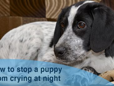 Combien de temps les chiots pleurent-ils la nuit ? - img