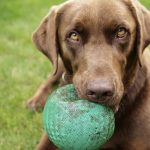 Coffrets de Noël pour chiens de I and Love and You