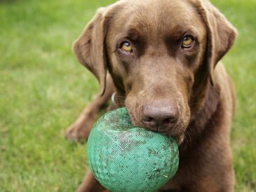 Comment améliorer le contrôle des impulsions de votre chien - 5 conseils - img