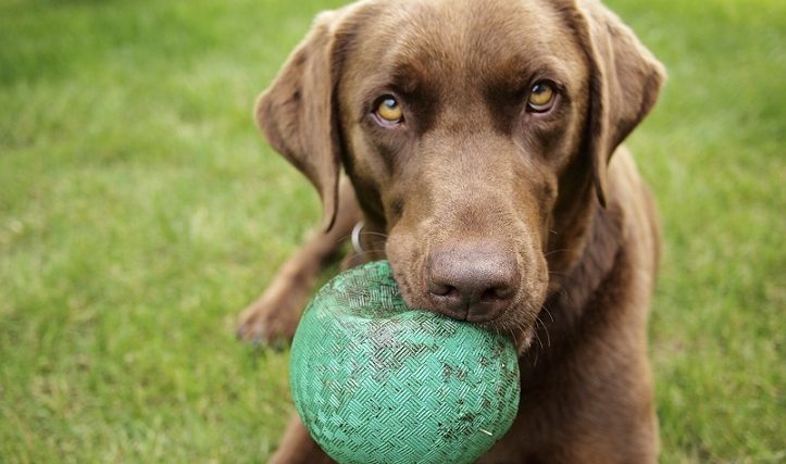 Comment améliorer le contrôle des impulsions de votre chien - 5 conseils - img